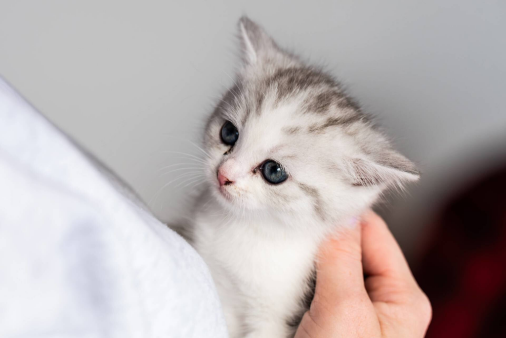 - wp header logo 243